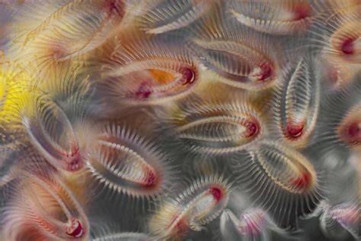 How do zooids reproduce?
