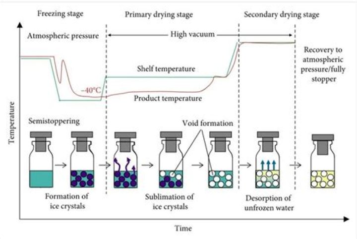 What are the steps in lyophilization?